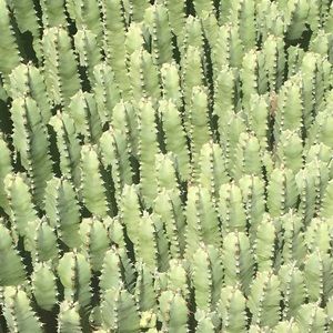 Meet your Posher, Alexa